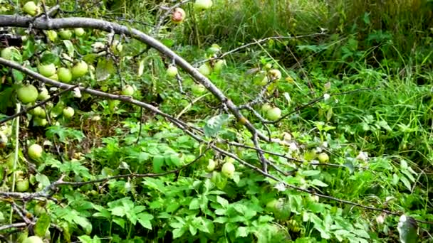 Ramos de uma velha macieira com maçãs verdes no chão. Ramos secos, muita fruta. Panorama vídeo — Vídeo de Stock