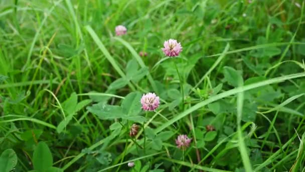 Trifolium repens,フィールド夏のピンクのクローバー,静的カメラビデオ. — ストック動画