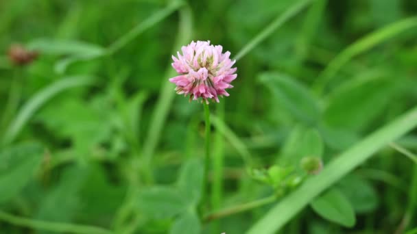 Trifolium repens, розовый клевер в поле летом, статическое видео камеры. — стоковое видео