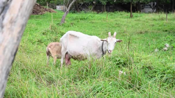 Küçük bir keçiyle beyaz keçi çayırda otluyor ve ot yiyor. Kırsal alan. Statik kameralı bir video. — Stok video