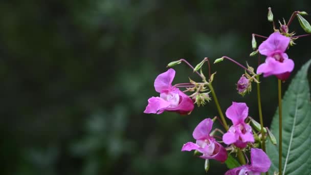 Impatiens glandulifera fleurit au vent. Fermer caméra statique vidéo. — Video