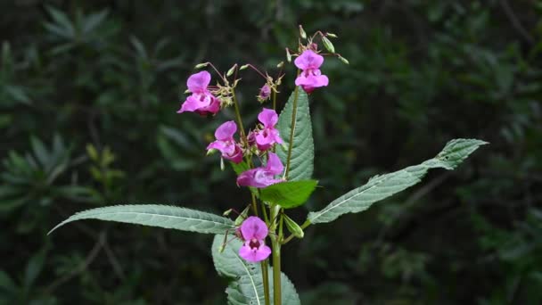 Impatiens glandulifera fleurit au vent. Fermer caméra statique vidéo. — Video