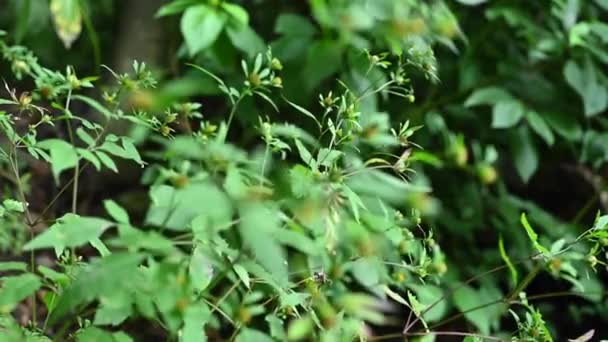 Bidens tripartita auf dem Hintergrund des Waldes. Heilpflanze. Statisches Kameravideo, Windbewegung. — Stockvideo