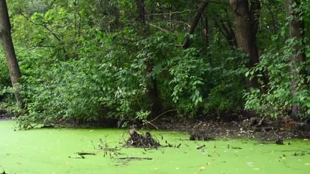 Overwoekerd moeras met groene eendenkroos in het bos. Vijver met omgevallen bomen. Panorama-videobeelden. — Stockvideo