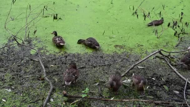 Dzikie kaczki na brzegu stawu jedzą jedzenie. Staw bagienny z chwastem. — Wideo stockowe