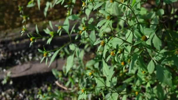 Bidens tripartita di latar belakang kolam dengan duckweed. Pabrik obat. Kamera statis video, gerakan angin. — Stok Video