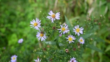Alp makinası. Bahçedeki Aster alpinus leylak çiçekleri. Statik kameralı bir video.