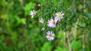 Alp makinası. Bahçedeki Aster alpinus leylak çiçekleri. Statik kameralı bir video.