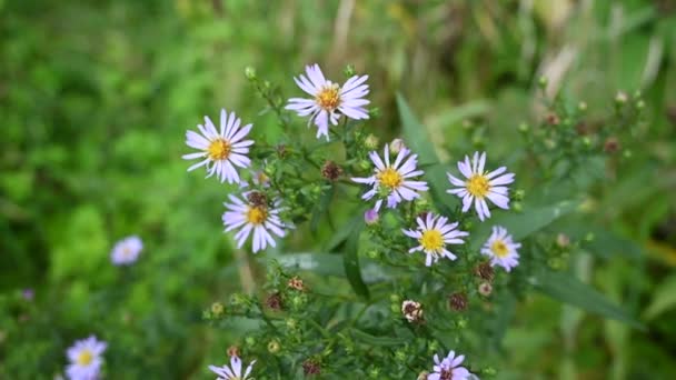 L'aster alpin. Aster alpinus lilas fleurs dans le jardin. Vidéo avec caméra statique. — Video