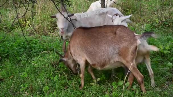 古いリンゴの木の庭でヤギの放牧の群れは草やリンゴを食べます。田園風景..静止カメラでビデオ. — ストック動画