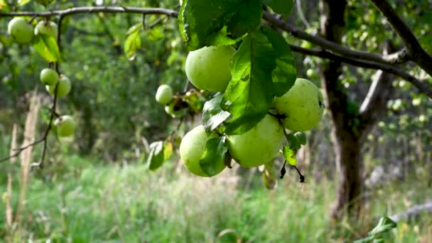 Branch with green apples in the wind . Fruit hanging on a tree. Garden apples. Harvest . Prolific trees. Apple saved. The branch sways in the wind — Stock Video