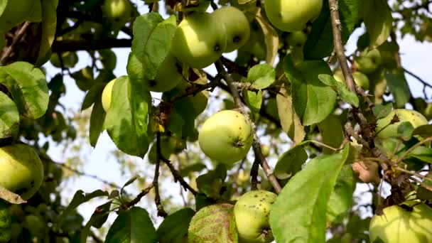 Branch with apples in the wind . Fruit hanging on a tree. Garden apples. Harvest . Prolific trees. Apple saved. The branch sways in the wind — Stock Video