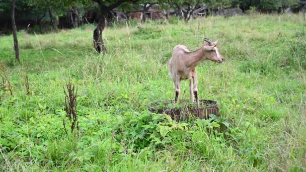 Chèvre sauter dans le jardin manger de l'herbe et des pommes. Paysage rural. Vidéo avec caméra statique. — Video