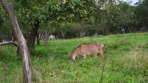 Bruine geiten grazen in de oude appelboomgaard en eten gras en appels. Landelijk landschap.. Video met een statische camera. — Stockvideo