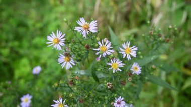 Alp makinası. Bahçedeki Aster alpinus leylak çiçekleri. Statik kameralı bir video.