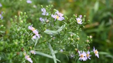 Alp makinası. Bahçedeki Aster alpinus leylak çiçekleri. Statik kameralı bir video.