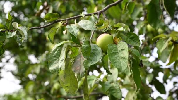 Maçãs maduras verdes em outono em um ramo de árvore. Colheita de frutas. Movimento com o vento. Vídeo. — Vídeo de Stock