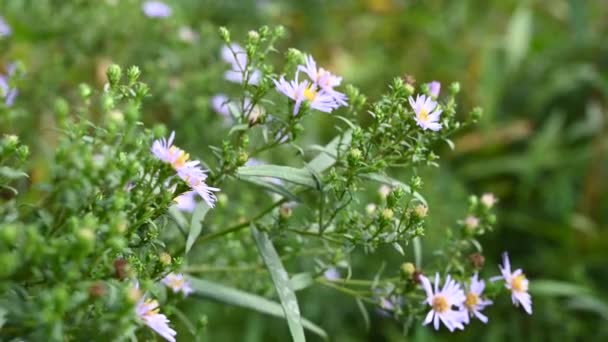 Alpin påsk. Aster alpinus lila blommor i trädgården. Video med en statisk kamera. — Stockvideo