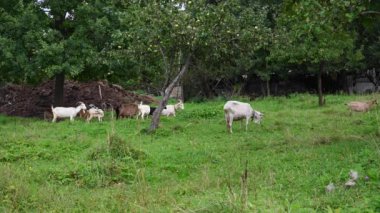 Keçi sürüsü eski elma ağacının bahçesinde otlar ve elma yer. Kırsal alan statik kameralı bir video..