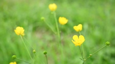 Tarlada sarı düğün çiçeği. Ranunculus. Statik kamera videoyu kapat.
