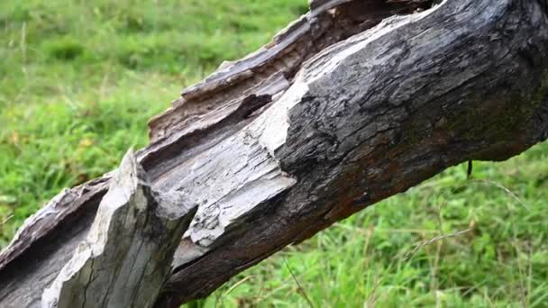 Egy öreg almafa törzse fekszik a földön. Panoráma videó. — Stock videók