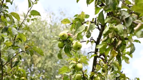 Branch with apples in the wind . Fruit hanging on a tree. Garden apples. Static camera video. Harvest . Prolific trees. Apple saved. The branch sways in the wind — Stock Video
