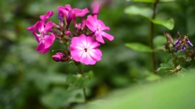 Bahçede Phlox pembe çiçeği. Video statik kamera. Rüzgar hareketi.