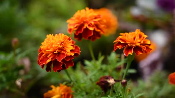Flores de caléndula naranja Tagetes patula en el jardín. Cámara estática, movimiento del viento. — Vídeos de Stock
