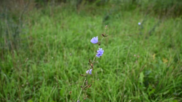 Rüzgarda savrulan hindiba çiçeği çimen arka planında sabit kamera görüntüsü. — Stok video