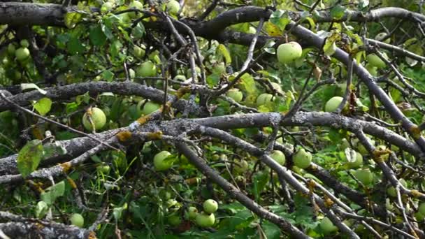 Větve starého jabloně se zelenými jablky ležícími na zemi. Suché větve, spousta ovoce. Panorama video — Stock video