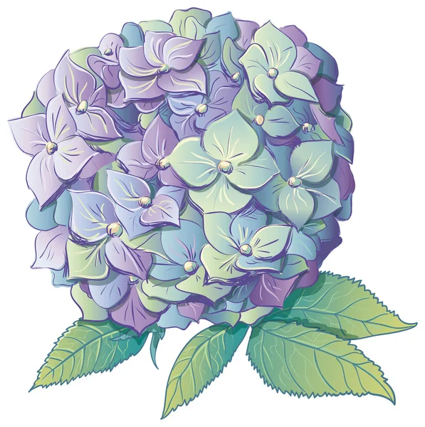 Hydrangeas on white