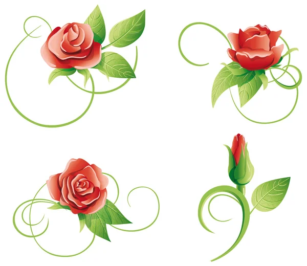 Conjunto de cuatro rosas. Aislado sobre blanco . — Vector de stock