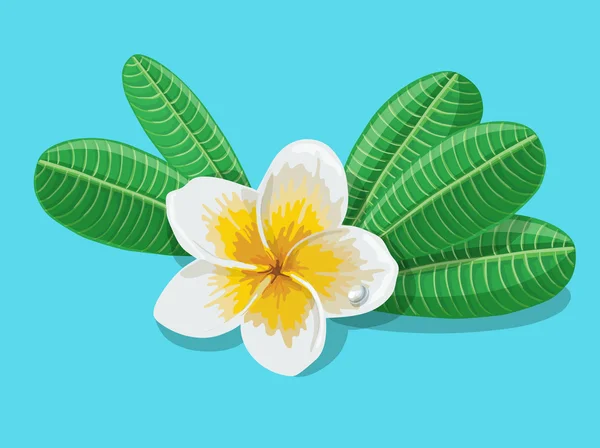 Tropických květů plumeria izolovaných na modrém pozadí. Vektor. — Stockový vektor