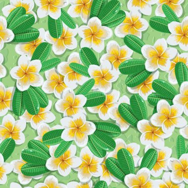 tropik çiçekler plumeria 