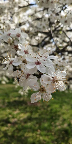 Bahar çiçeği, meyve ağacı çiçekleri, kiraz çiçekleri, şeftali.