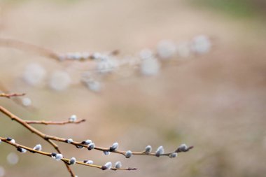 Baharda ağaç tomurcukları. Bulanık arka planda dallarda genç tomurcuklar. Güzel bahar Doğal arka plan. Yakından bak.