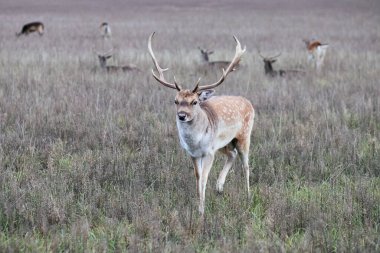 Erkek Avrupalı geyik ormanın önündeki çayırda nalları dikmiş. Vahşi yaşam