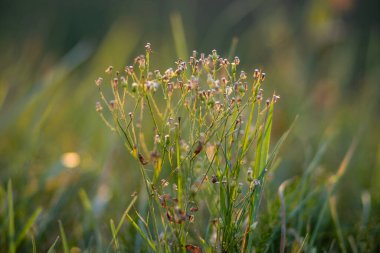Sonbahar güneşinin batışında solmuş bir çiçek. Duvar kağıdı, ekran koruyucu, arkaplan