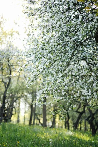 Kwitnący Sad Apple Maju Wiosną Zdjęcie Pionowe — Zdjęcie stockowe