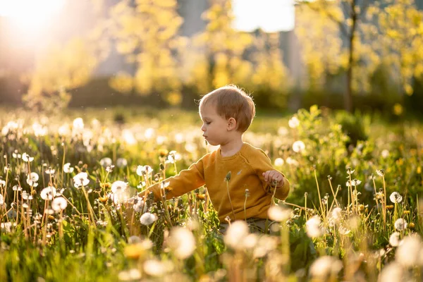 Small Child Plays Dandelions Field Flowers Spring Stock Photo