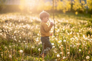 Küçük bir çocuk baharda bir çiçek tarlasında karahindiba içinde oynar..