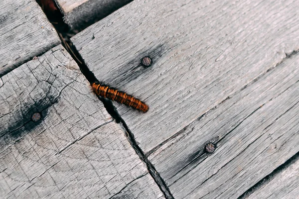 Flauschige Orangefarbene Raupe Auf Unbemaltem Holzboden Makrothylacia Rubi — Stockfoto