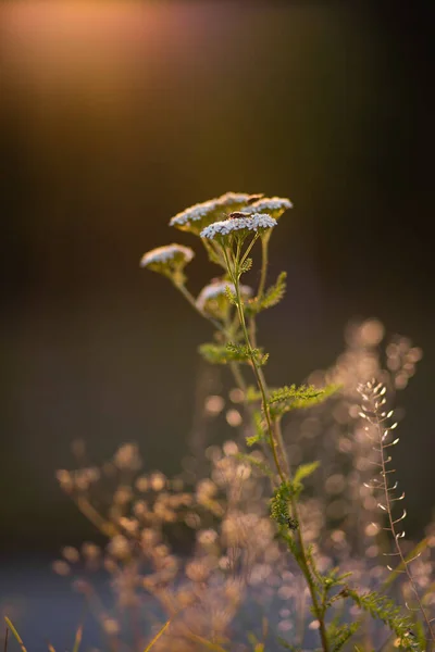 Fly Sits Yarrow Setting Sun Achillea Millefolium — Stock Photo, Image