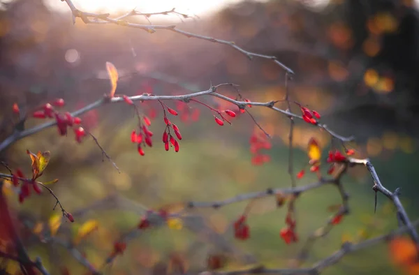 Barberry Branches Rays Setting Sun Floral Background Autumn Scene — Stock Photo, Image