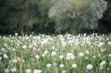 Çimen ve ağaçlardan oluşan beyaz tüylü karahindibalar. Bahar. Duvar kağıdı, ekran koruyucu, arkaplan