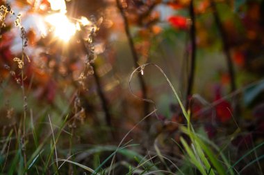 Bir sivrisinek, batan sonbahar güneşinin ışınlarında çimlerin üzerinde oturur. Duvar kağıdı, ekran koruyucu, arkaplan