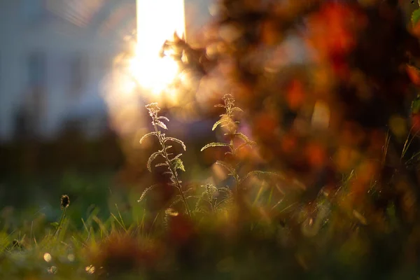 沈みゆく太陽に対して矢を放つ Achillea Millefolium — ストック写真