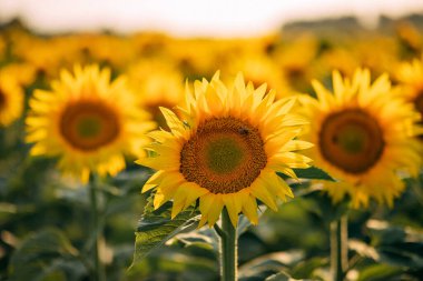 Attractive field with bright yellow sunflowers. Location place of Belarus agricultural region, Europe. Image of ecology concept. Agrarian industry. 