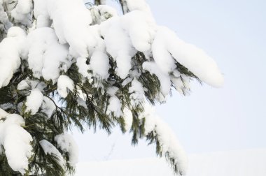 Çam dalları, gökyüzü.