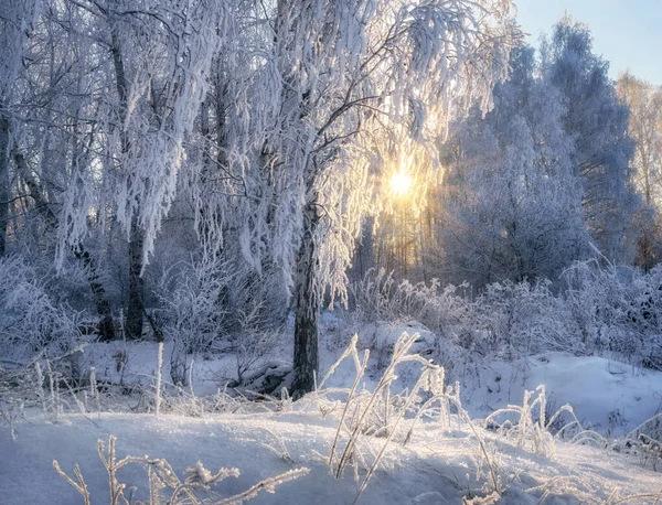 Winter Forest Morning All Tree Branches Grass Covered Frost Severe — Stock Photo, Image